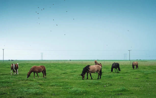 A sunlit paddock with horses grazing peacefully under a clear blue sky.