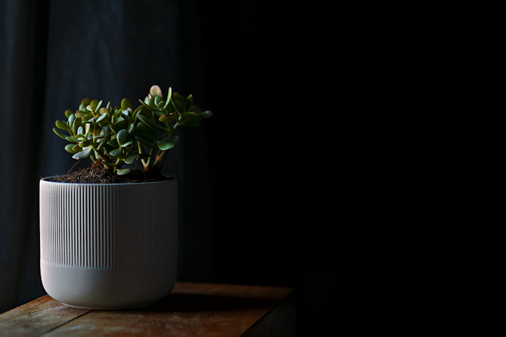 green plant on white ceramic pot