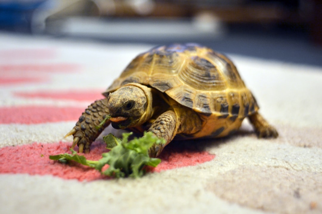 brown and black turtle on red and white textile