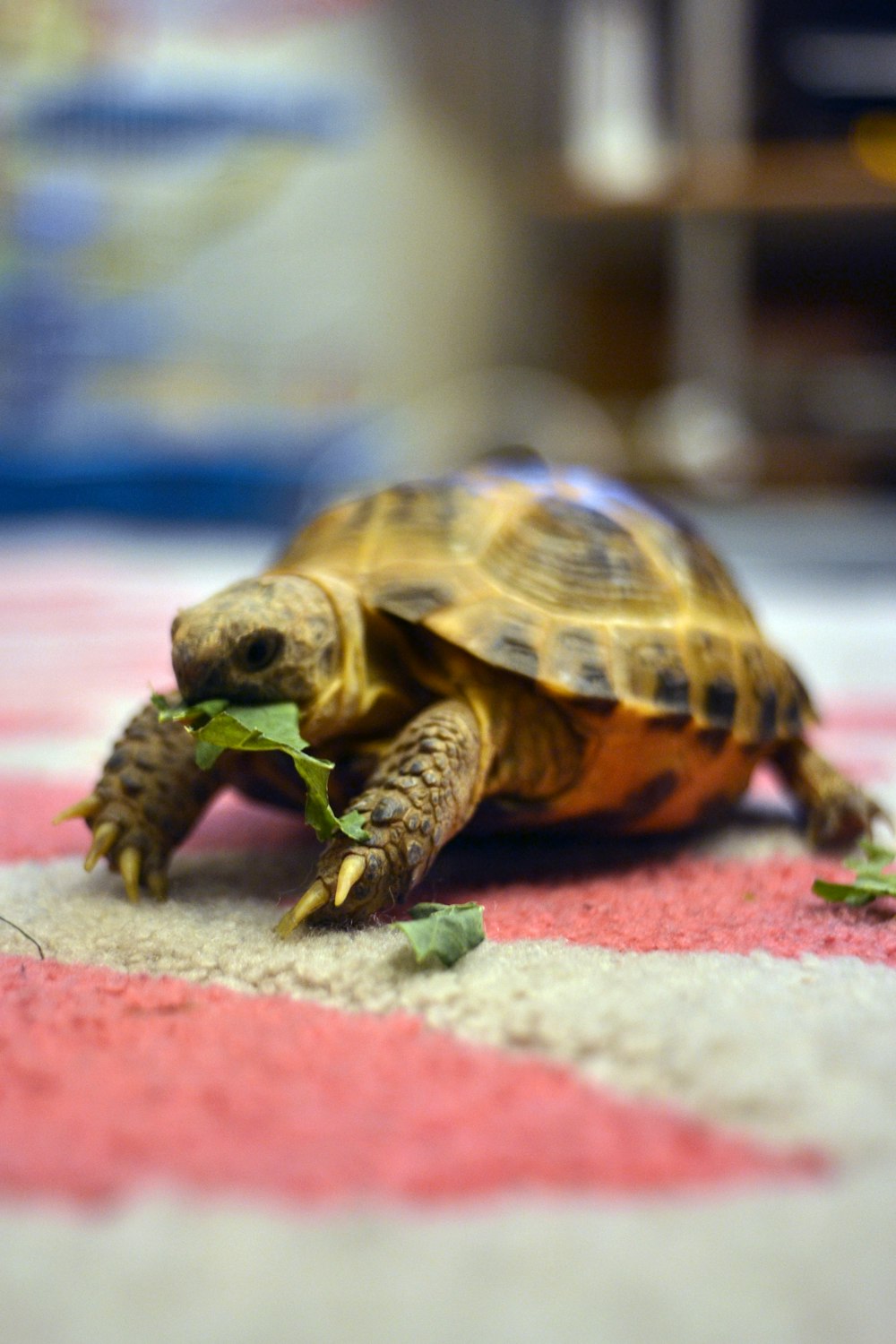 brown and black turtle on white and red concrete floor