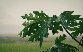 Close-up of healthy green papaya leaves with droplets of morning dew.