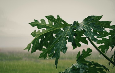 Close-up of healthy green papaya leaves with droplets of morning dew.