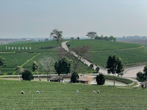 The image features a vast, lush green tea plantation with rows of tea plants. Several workers are scattered throughout the field, suggesting an agricultural setting. Trees and a winding road break up the landscape, leading to a small structure in the middle of the plantation. The sky is overcast, adding a calm atmosphere.