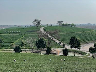 The image features a vast, lush green tea plantation with rows of tea plants. Several workers are scattered throughout the field, suggesting an agricultural setting. Trees and a winding road break up the landscape, leading to a small structure in the middle of the plantation. The sky is overcast, adding a calm atmosphere.