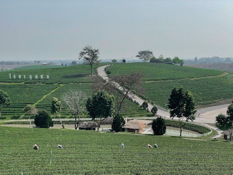 A vibrant image of a lush plantation showcasing human resource management activities.
