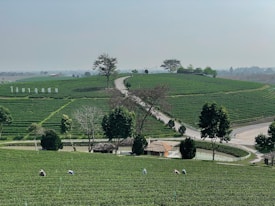 The image features a vast, lush green tea plantation with rows of tea plants. Several workers are scattered throughout the field, suggesting an agricultural setting. Trees and a winding road break up the landscape, leading to a small structure in the middle of the plantation. The sky is overcast, adding a calm atmosphere.