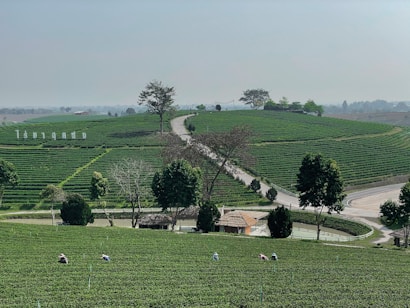 The image features a vast, lush green tea plantation with rows of tea plants. Several workers are scattered throughout the field, suggesting an agricultural setting. Trees and a winding road break up the landscape, leading to a small structure in the middle of the plantation. The sky is overcast, adding a calm atmosphere.