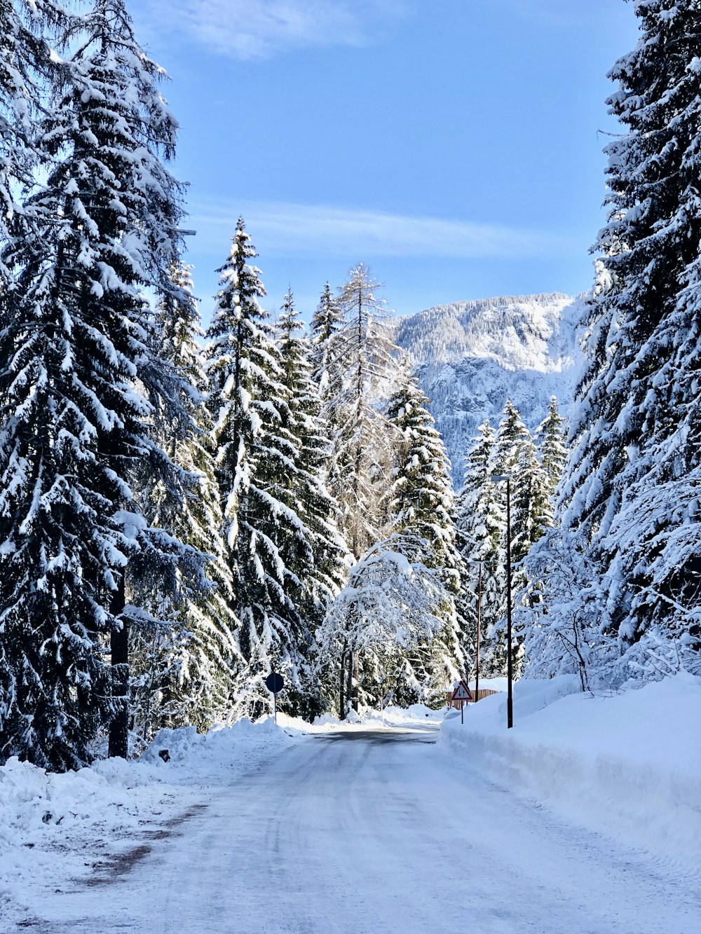 Schneebedeckte Pinien tagsüber