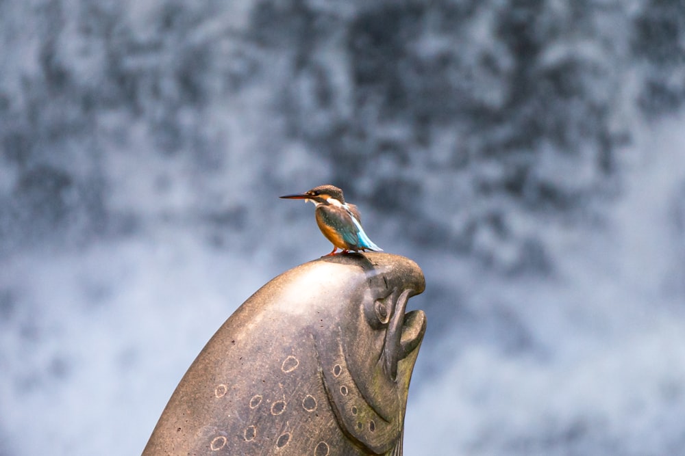 brown and blue bird on brown birds eye