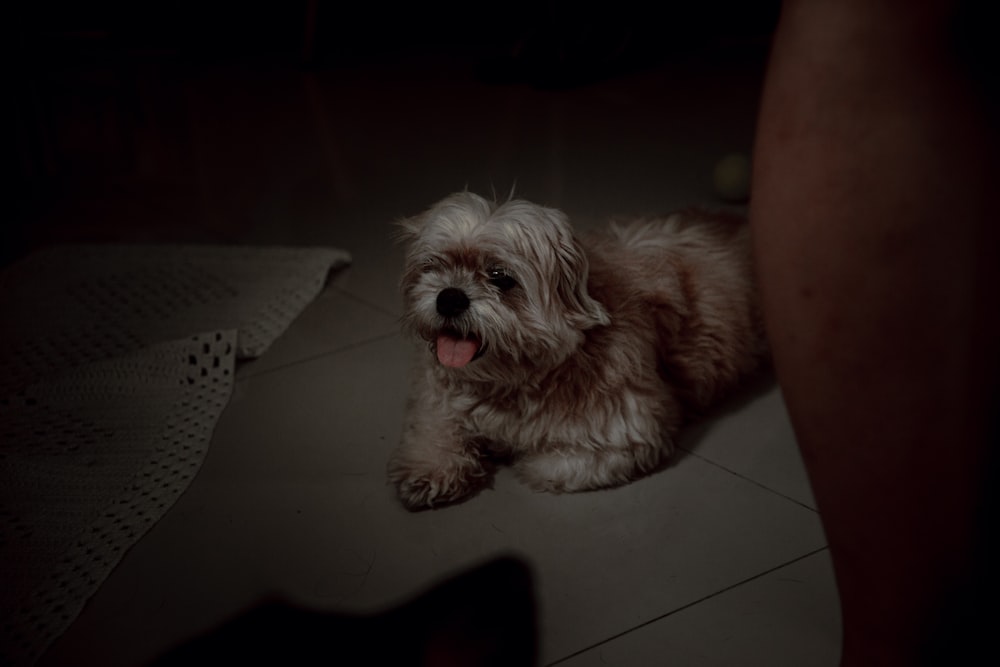 white and brown long coated small dog