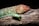 A close-up of a colorful fish salamander resting on natural wood in a decorated terrarium.