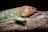 A close-up of a colorful fish salamander resting on natural wood in a decorated terrarium.