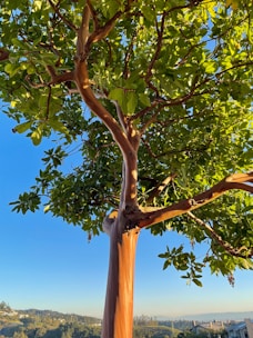 A close-up of a beautiful plot of land with trees.