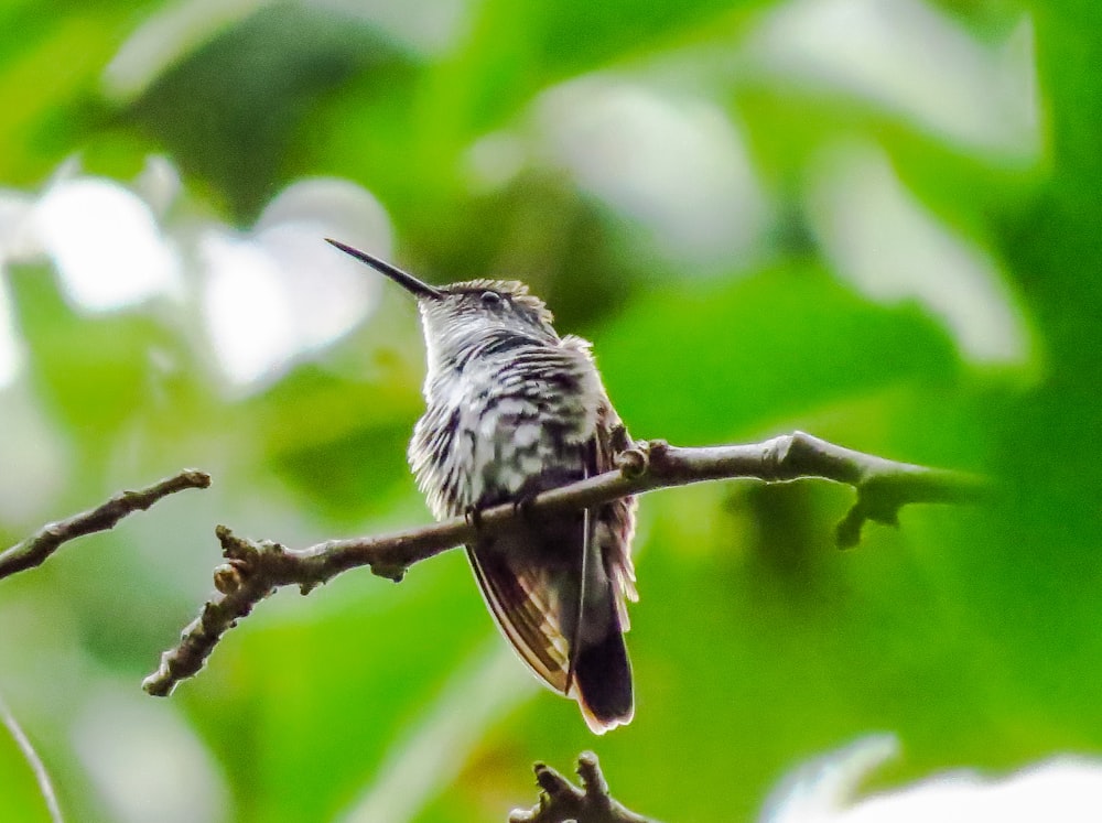 brown humming bird in close up photography