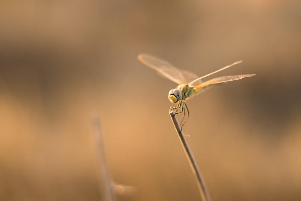 yellow and black dragonfly on brown stem in tilt shift lens