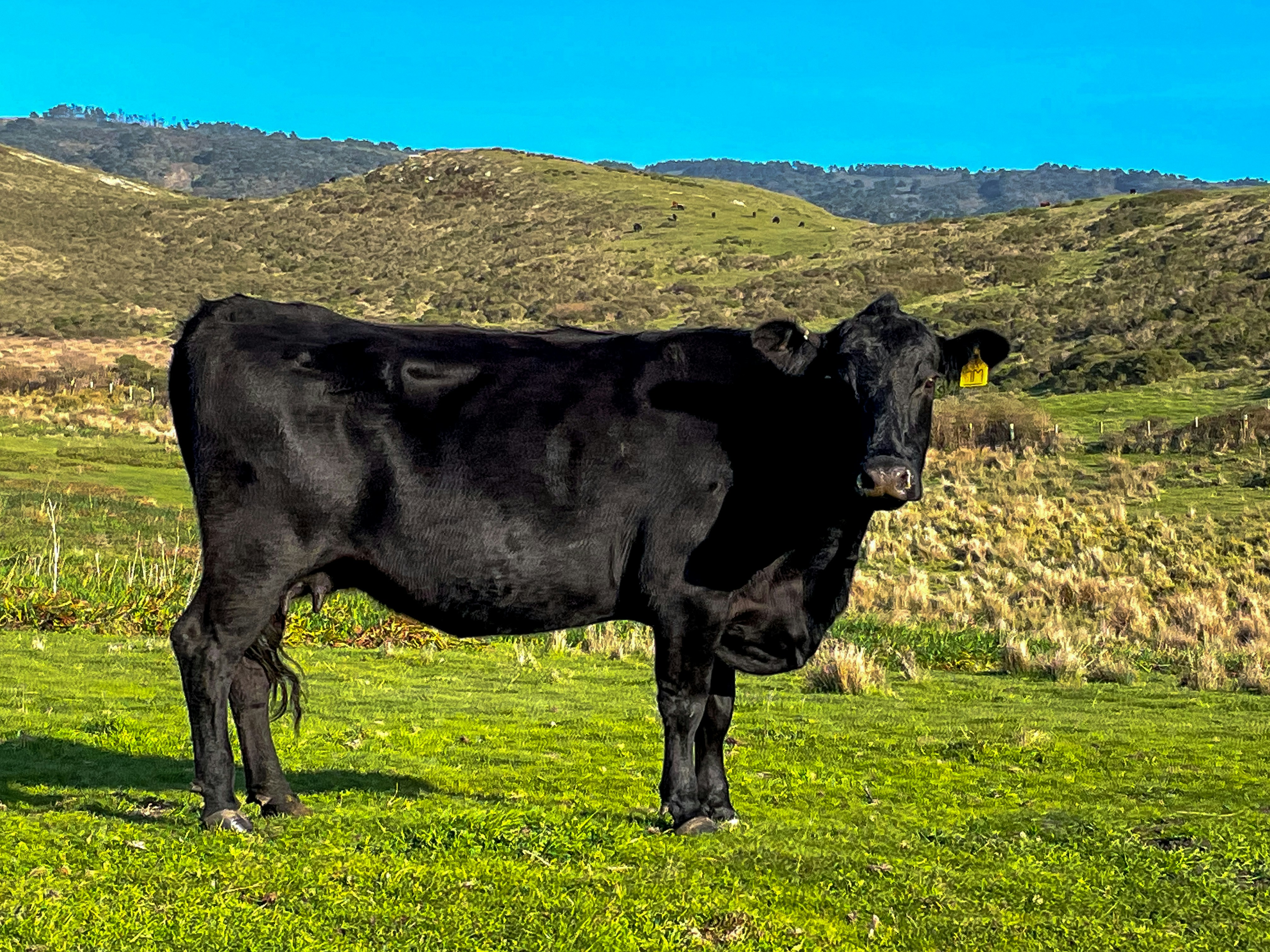 Fresh Black Angus Beef Cuts