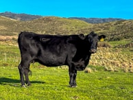 A black cow stands in a grassy field surrounded by rolling hills under a clear blue sky. The landscape is lush, with patches of various shades of green and brown indicating the mixture of grass and bare earth.