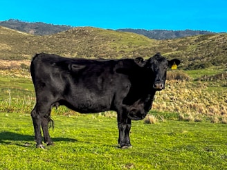 A black cow stands in a grassy field surrounded by rolling hills under a clear blue sky. The landscape is lush, with patches of various shades of green and brown indicating the mixture of grass and bare earth.