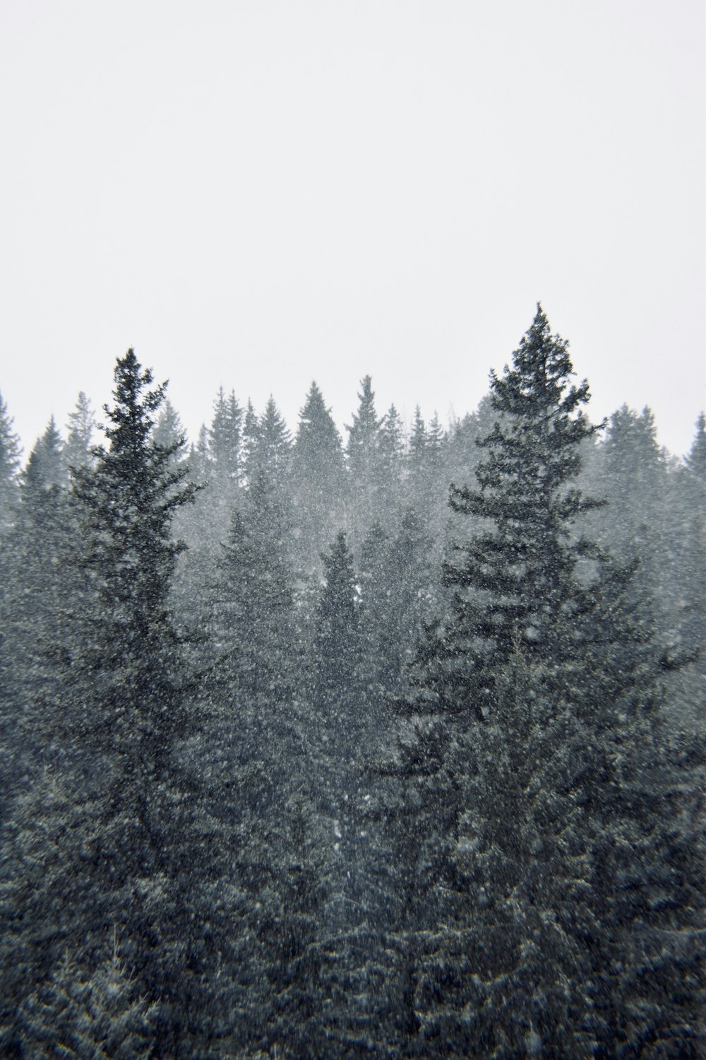 green pine trees covered with snow