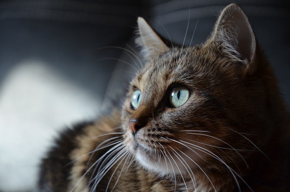 brown and black tabby cat