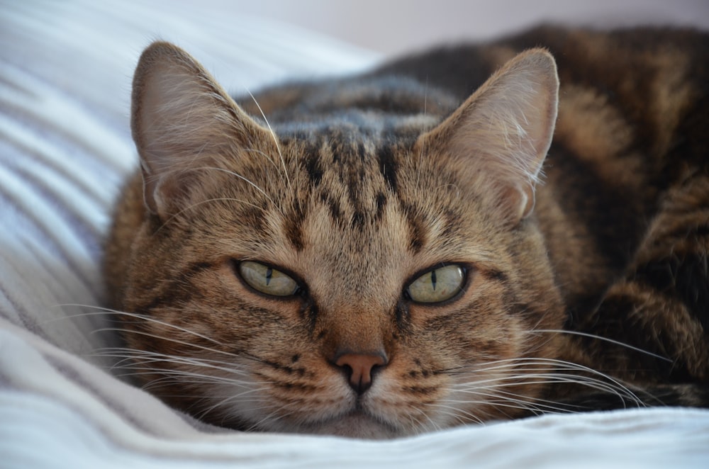 brown tabby cat lying on white textile