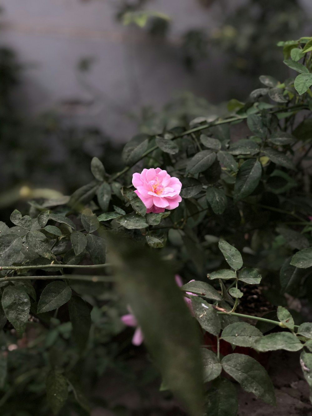 pink rose in bloom during daytime