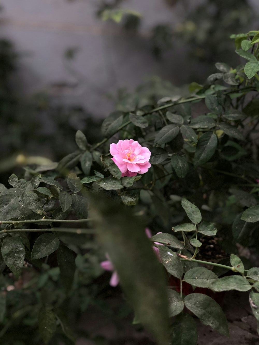 Rose rose en fleurs pendant la journée