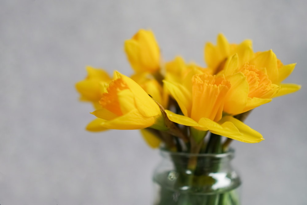 yellow daffodils in clear glass vase