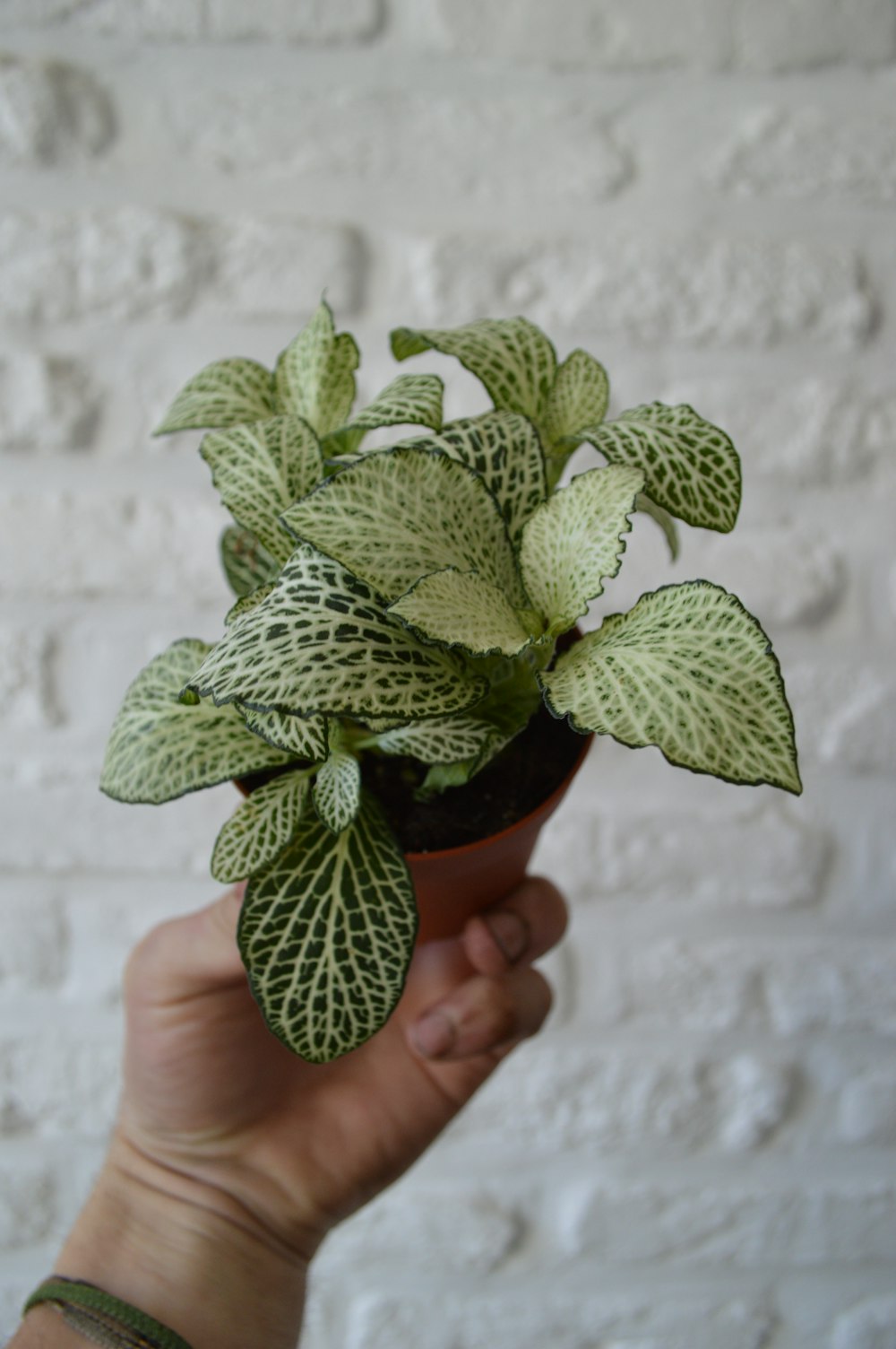 green plant on brown clay pot