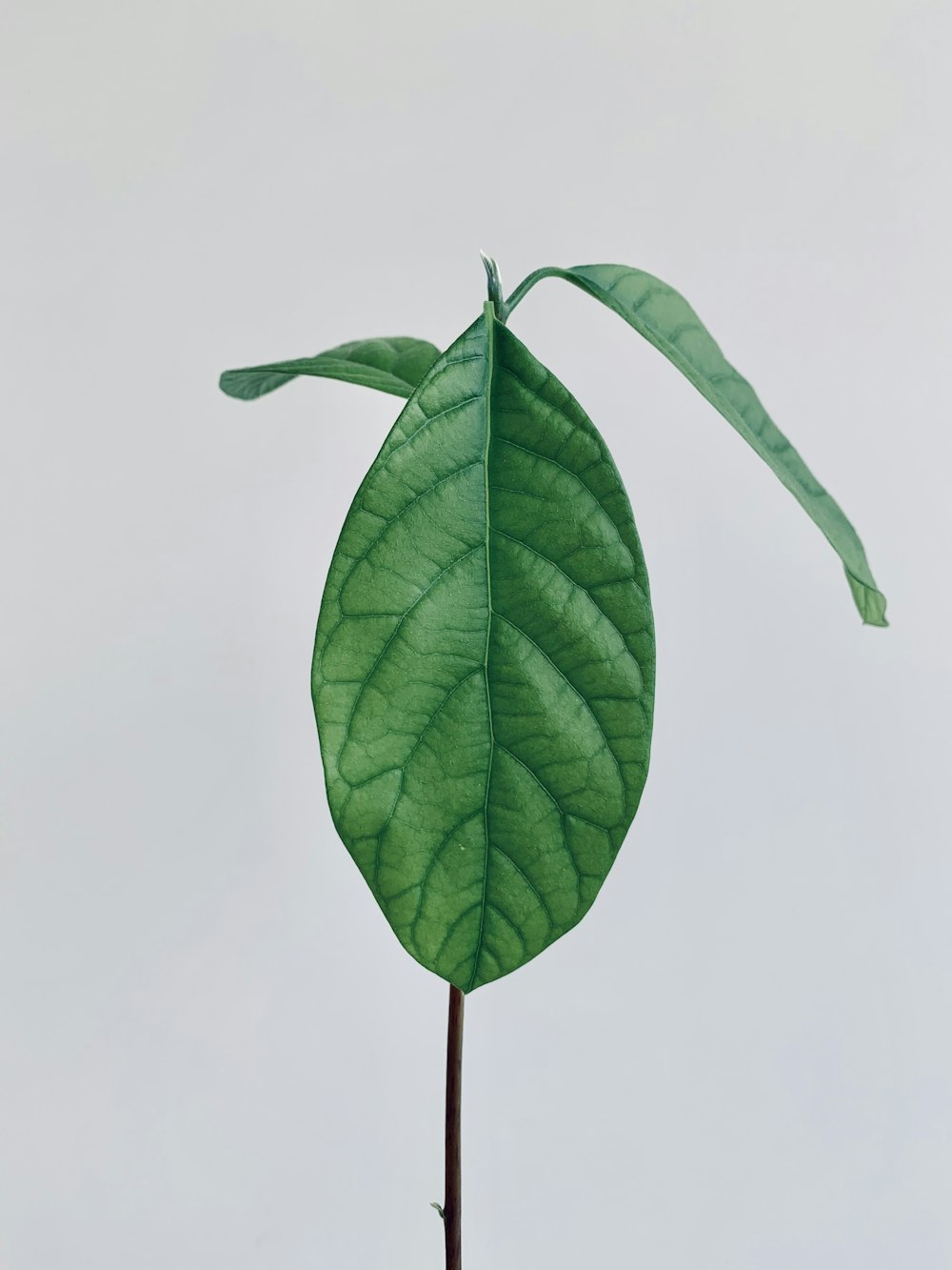 green leaves on white background