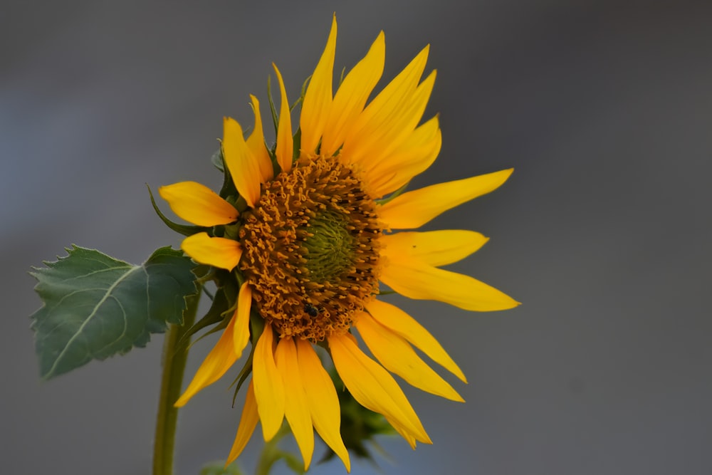 yellow sunflower in close up photography