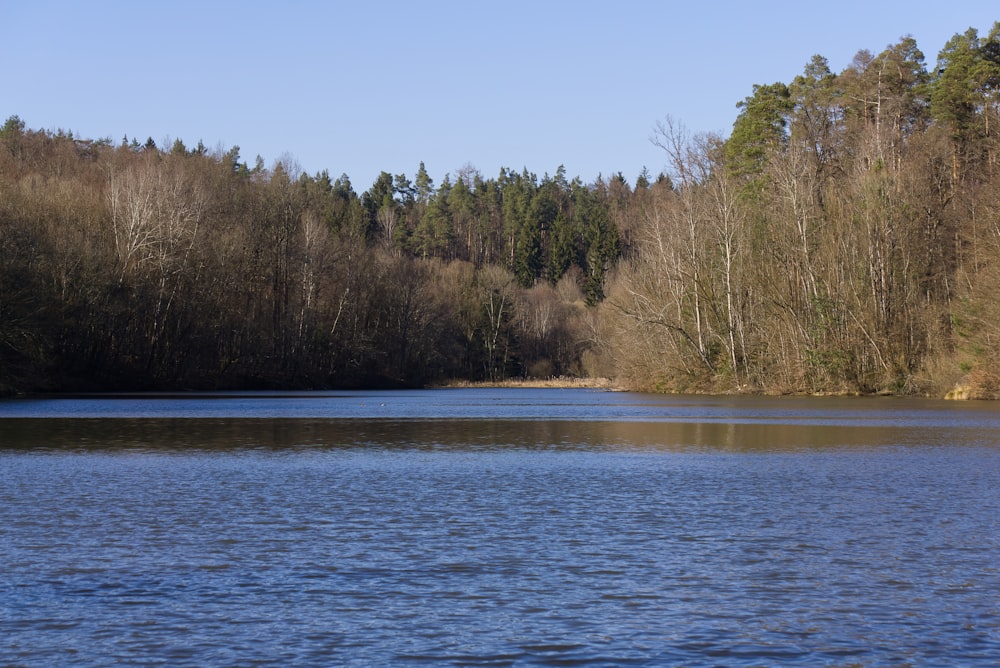 Grüne Bäume am Fluss während des Tages