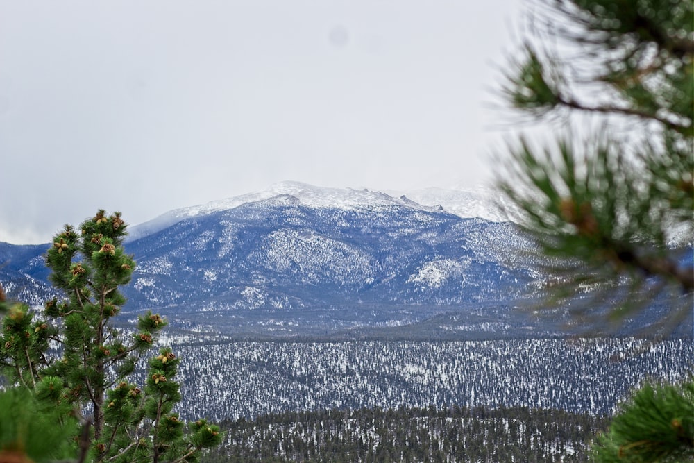 green trees near mountain during daytime