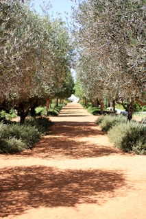 green trees and brown leaves on brown soil