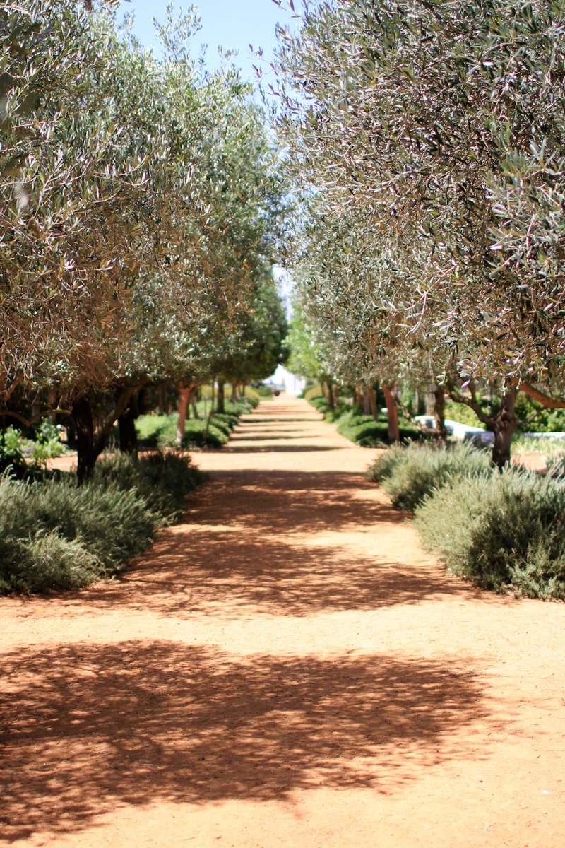 Olive trees and soil