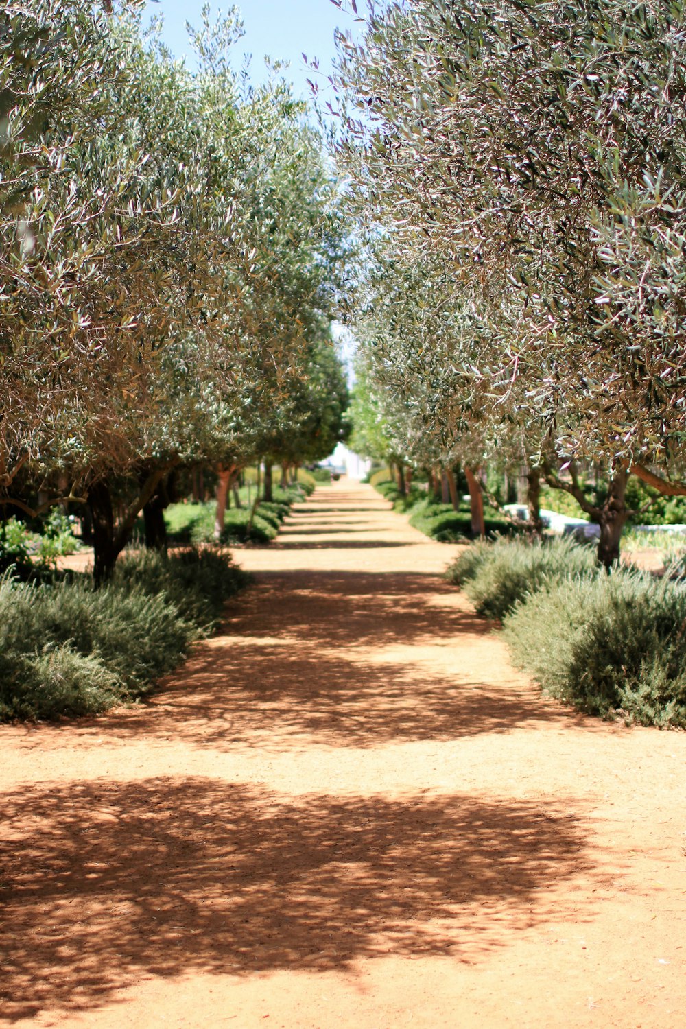 green trees and brown leaves on brown soil