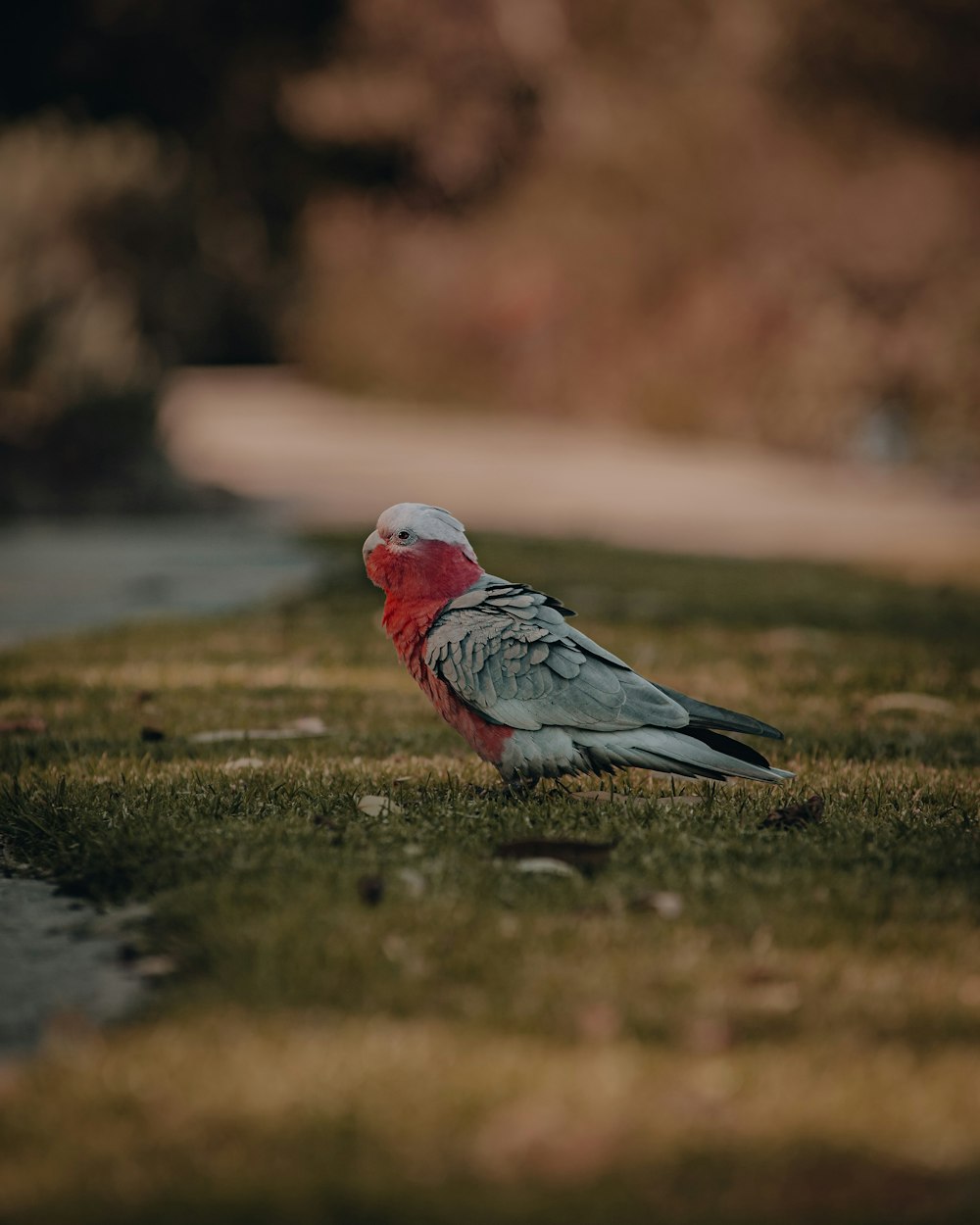 red and gray bird on green grass during daytime
