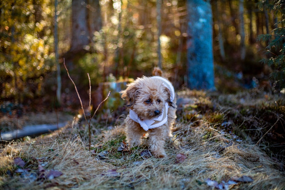 Petit chien brun et blanc à poil long sur un champ d’herbe verte pendant la journée
