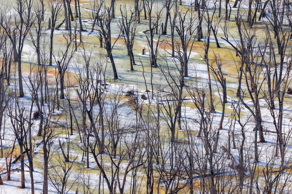 brown bare trees on brown field during daytime