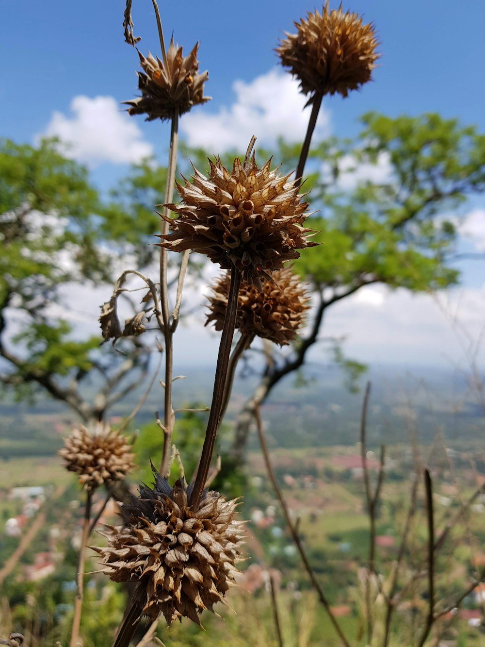 brown and green plant during daytime