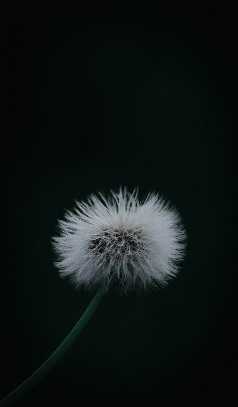 white dandelion in close up photography