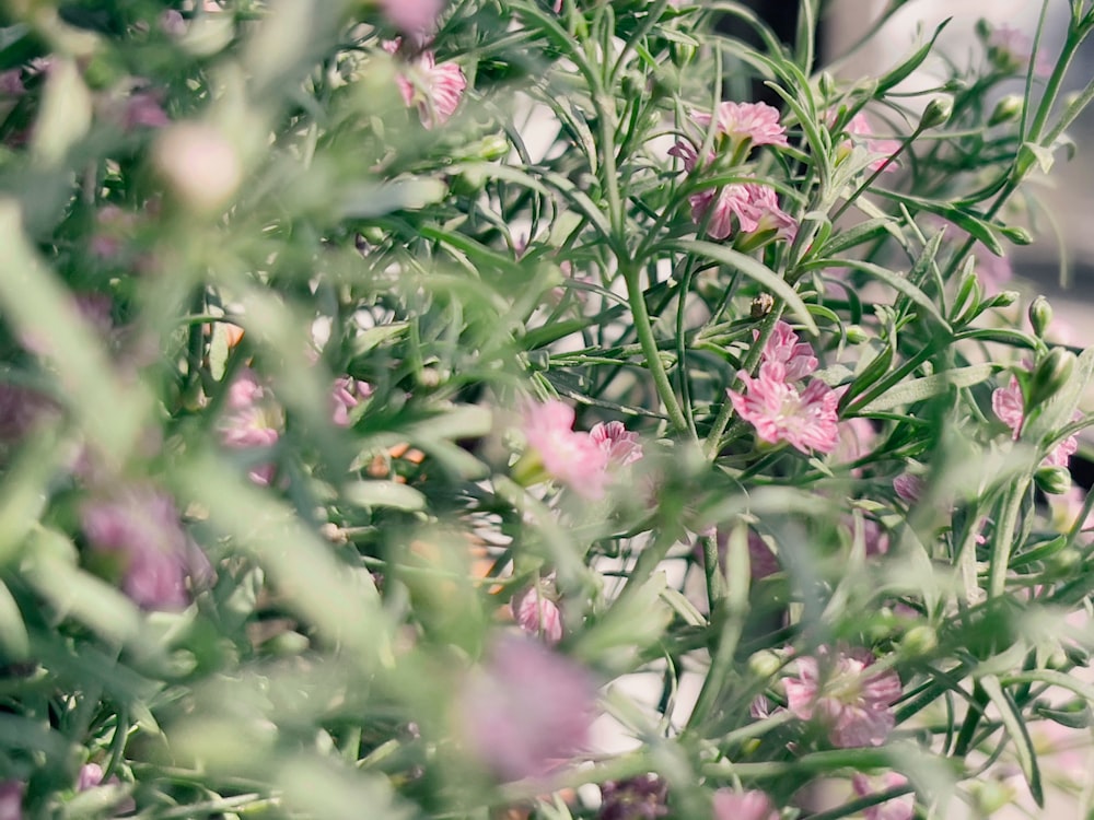 pink flowers with green leaves