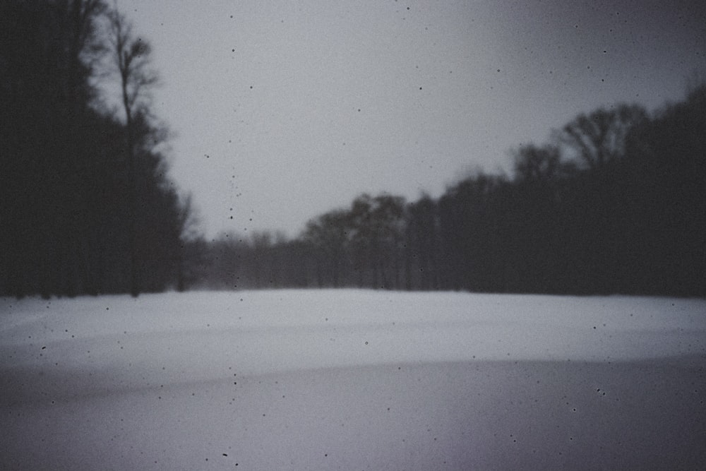 green trees on snow covered ground during daytime