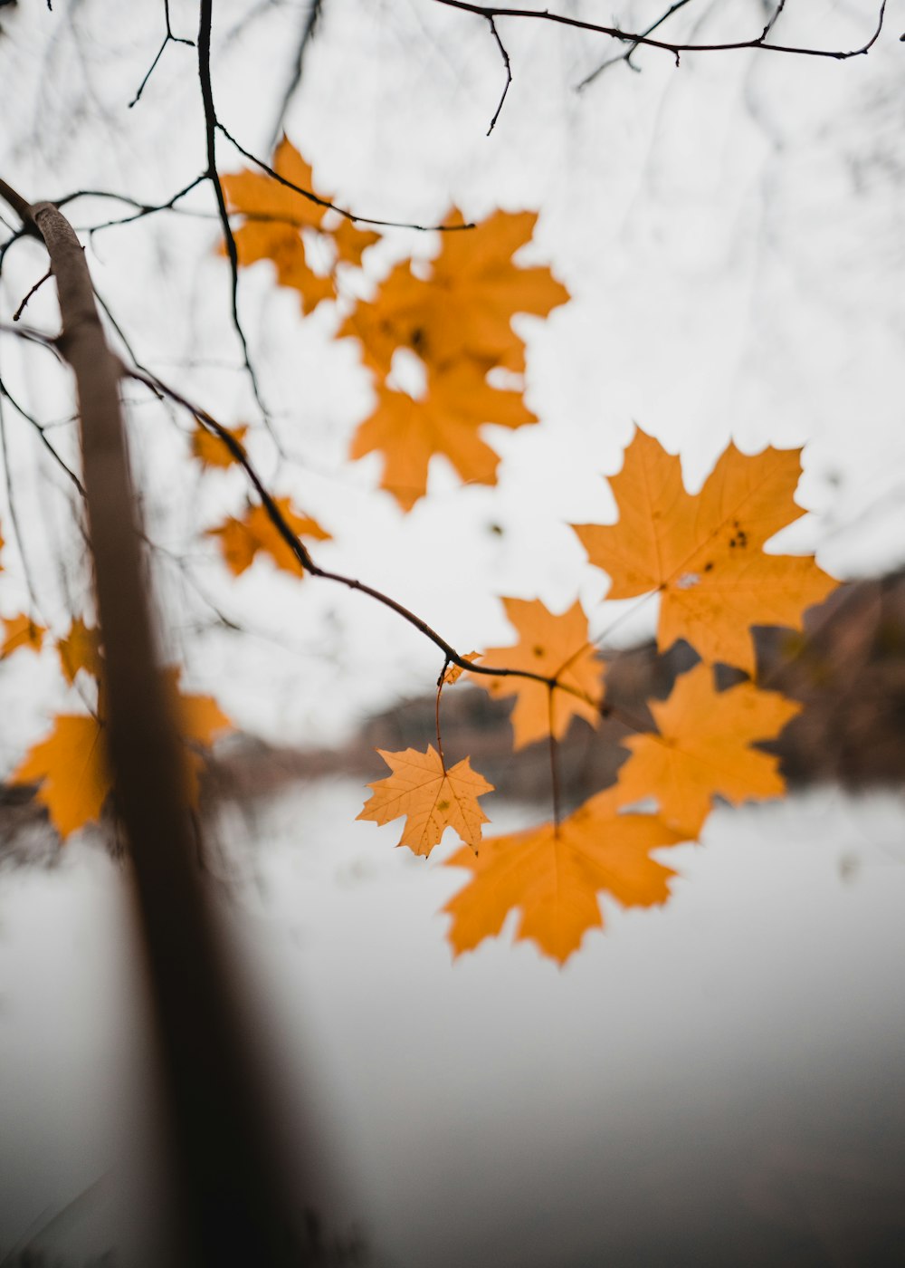 brown maple leaf on tree branch