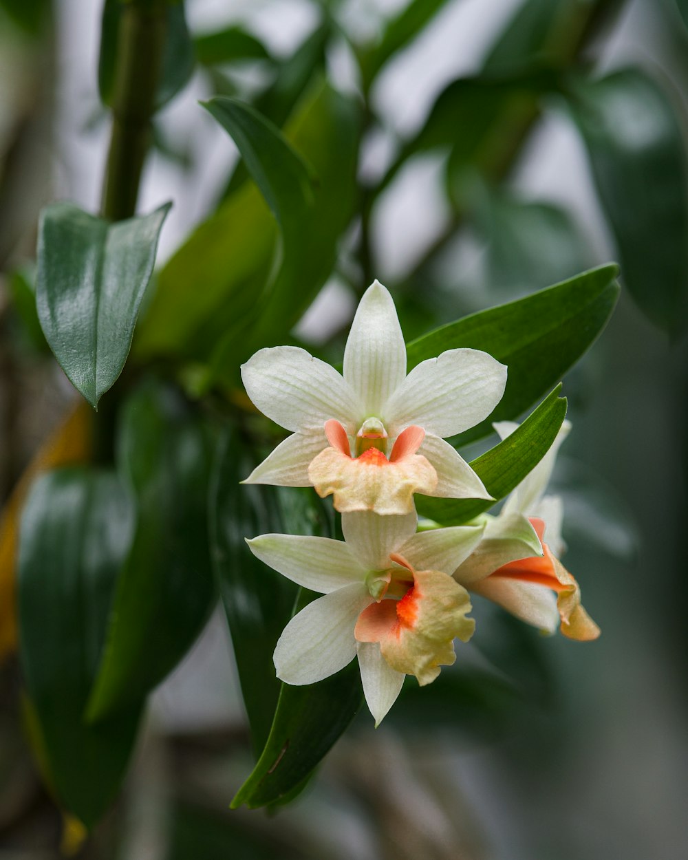 white and red flower in tilt shift lens