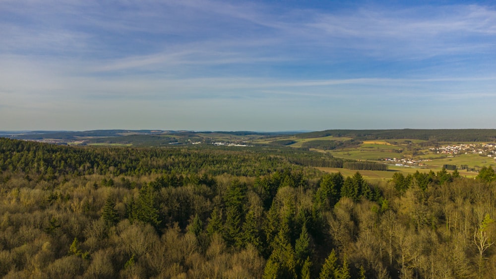 green trees under blue sky during daytime