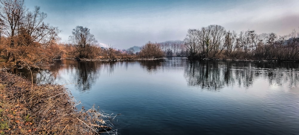 brown leafless trees beside river under blue sky during daytime