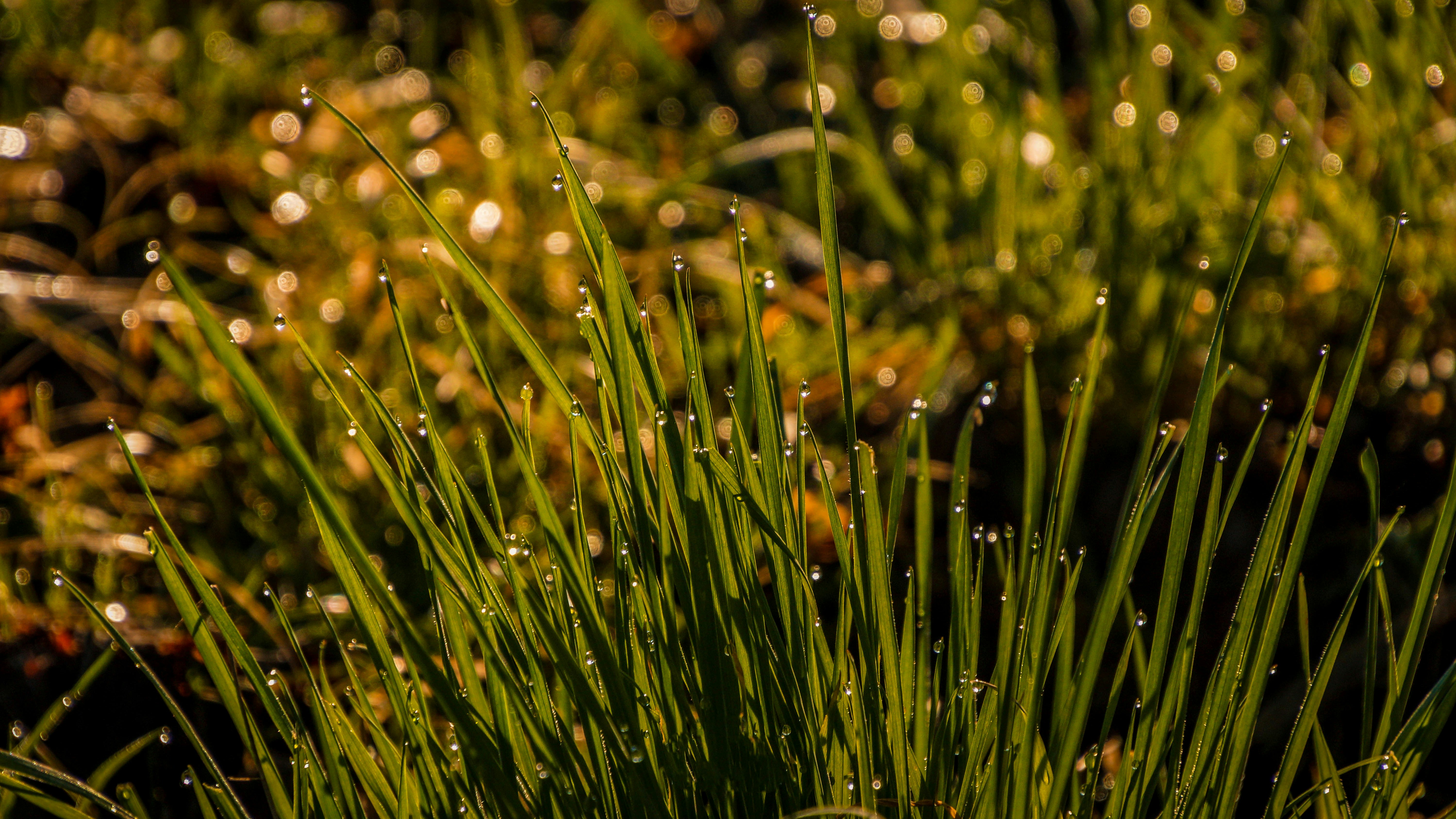 green grass with water droplets