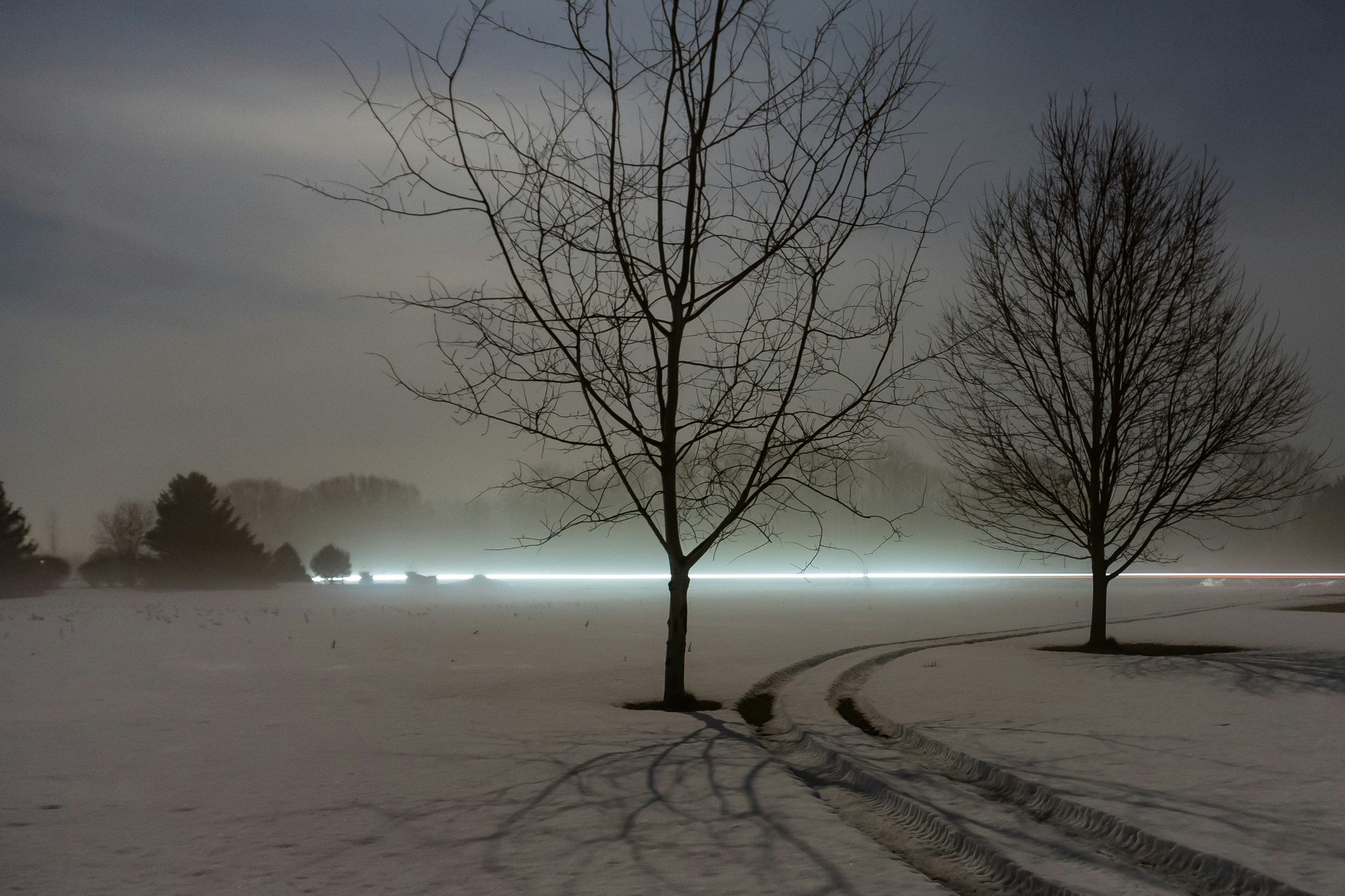 leafless tree on snow covered ground during night time