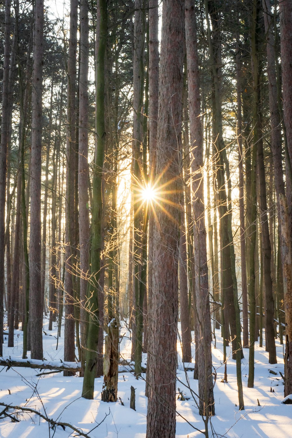 brown trees on snow covered ground during daytime